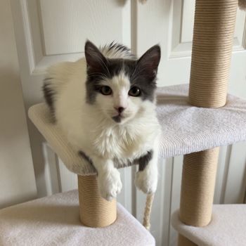sillybilly