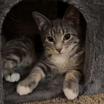 naughtykitty