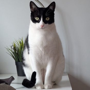 felix
