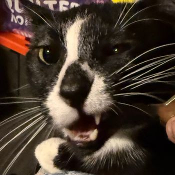 sox.elvis