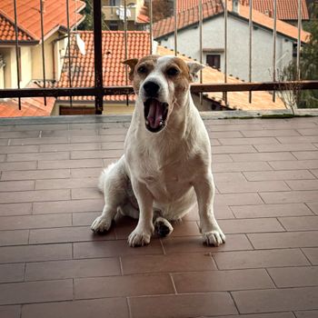 senor
