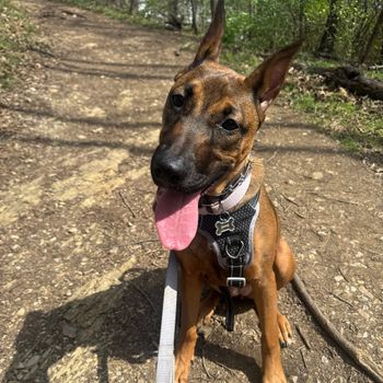 athena_dobernois