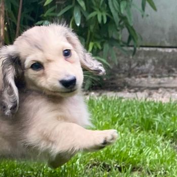 littleoatyboy