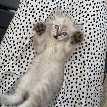 kittyyyyy
