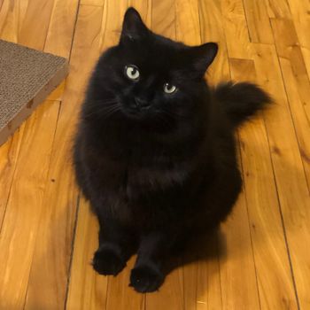 pacane_the_dreamy_cat