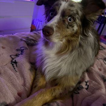 benji.the.swift.dog