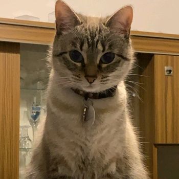 maeva