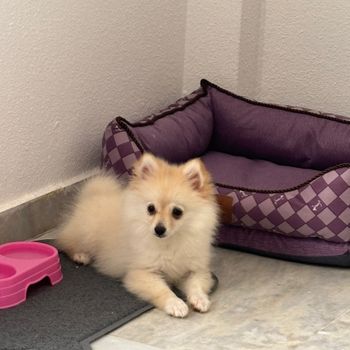 nala3