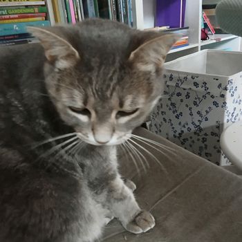 angrycat