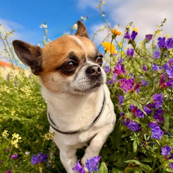 chihuahua.leo