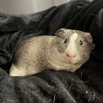 cainofthecloudycrew