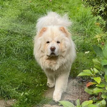 bear