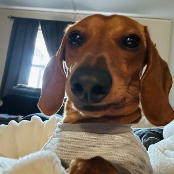 cooptheweenie