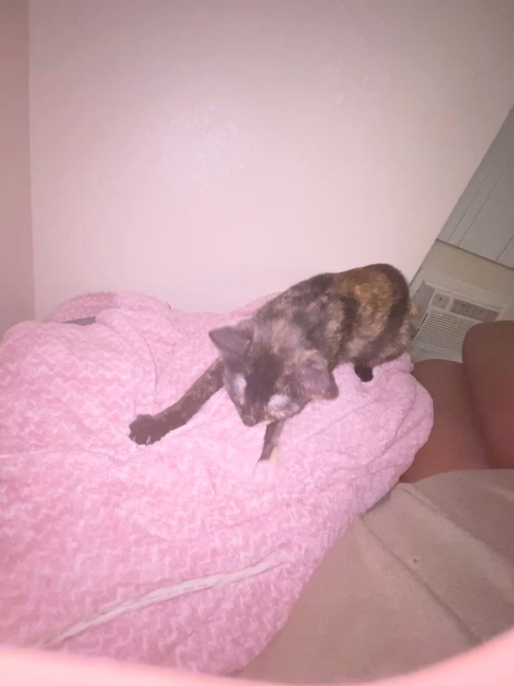 A post on Petme