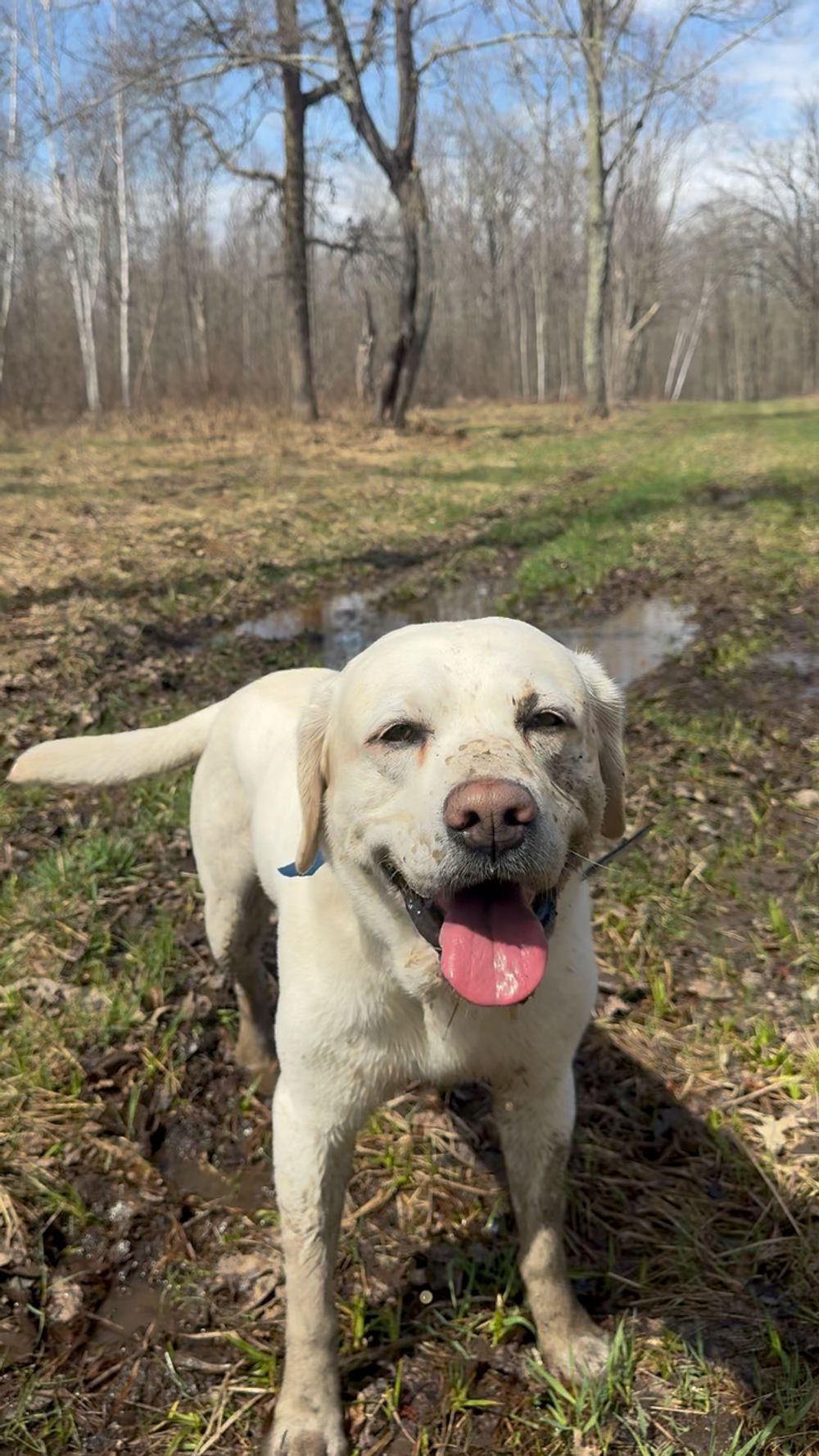 When the saxophones get louder but your doggo is having too much fun in the mud…
