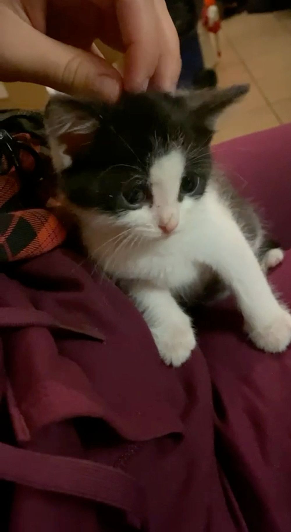 New little friend