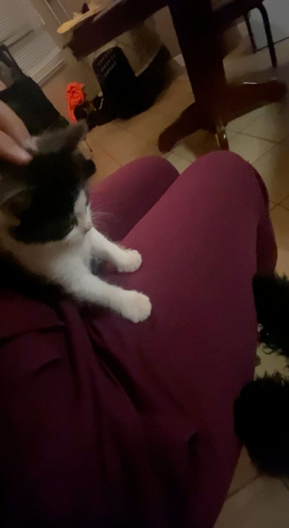 Little paws big ears afraid Ti
