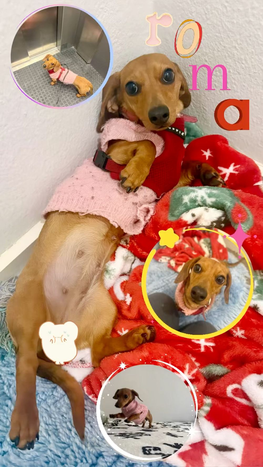 🐾 Conheçam a Roma, a Dachshund 🐾
Perninhas curtas, GRANDE personalidade! 💛 A Roma é cheia de charme, curiosidade e carinho. Entre brincadeiras, passeios e momentos tranquilos, ela lembra-me todos os dias porque cada patudo merece cuidado, paciência e muito amor. Como pet sitter, faço questão de que cada animal se sinta seguro, feliz e em casa 🏡🐶
Procura alguém que cuide do seu animal como se fosse da família? Fale comigo!
🐾 Meet Roma the Dachshund 🐾
Small legs, BIG personality! 💛 Roma is full of charm, curiosity, and cuddles. Whether it’s playtime, walks, or quiet moments, she reminds me why every pet deserves care, patience, and love tailored just for them. As a pet sitter, my goal is to make every furry friend feel safe, happy, and right at home 🏡🐶
Looking for someone who treats your pet like family? You’re in the right place!