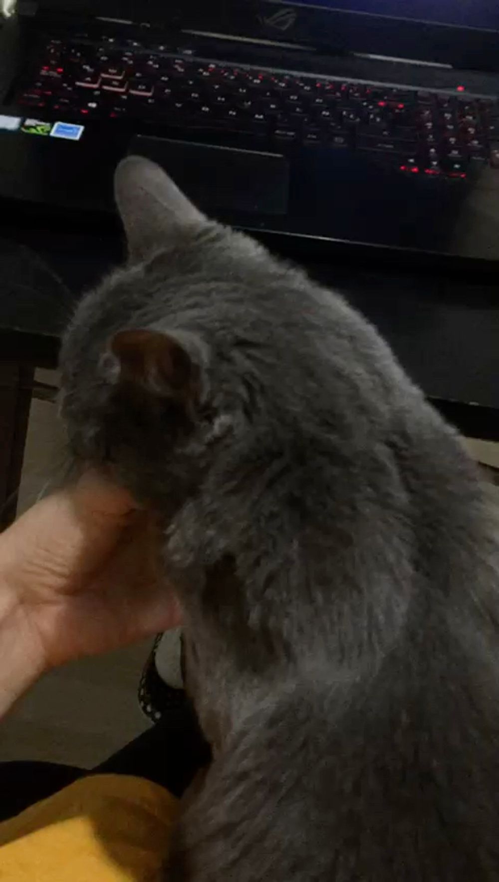 La primera gatita con la que conviví