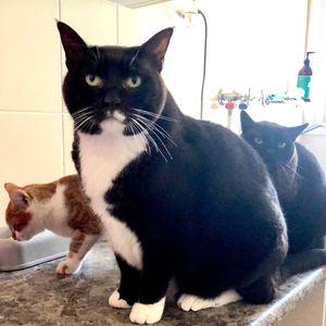 wacky_cat8578