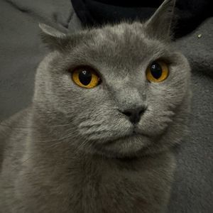 spotless_puma1148