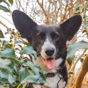 Xavier