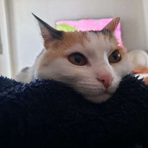 lapislazzula
