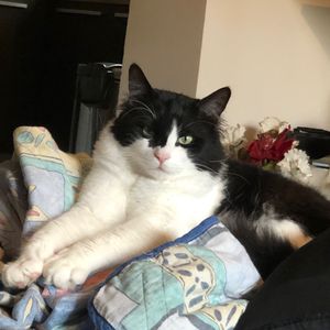 goofy_jaguar1609