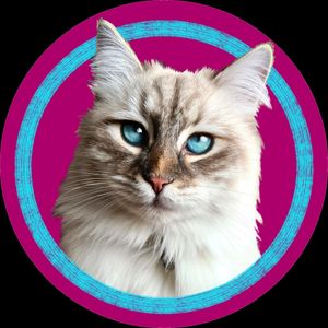 catventure