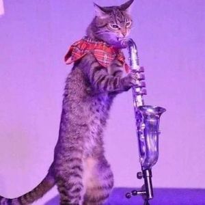 katerina_cat_spammer