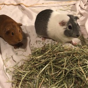 piggypotatos