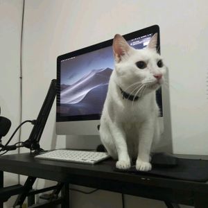 catsofeana
