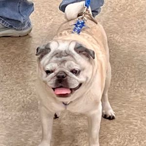mypugsley