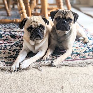 bathingpug