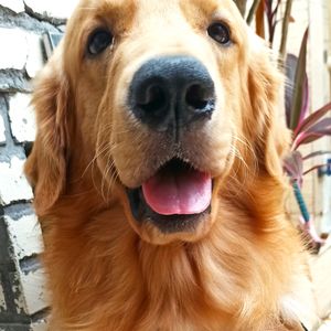 abrahamdog