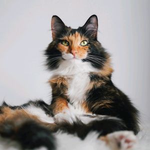 freya