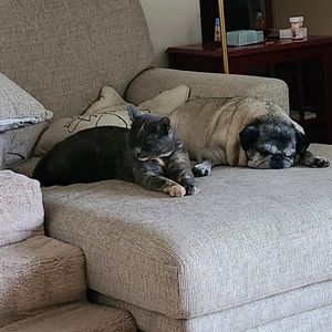 farrarfamilypets
