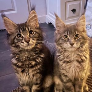 ourmainecoons