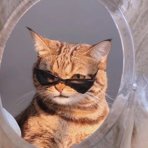 funnypets