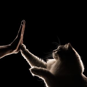 catphotographer