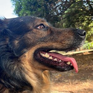 vitodogsitter