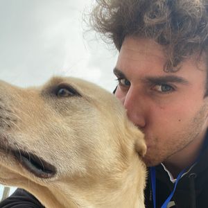 majestic_bull10