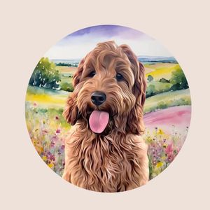 maggiemaythecockapoo