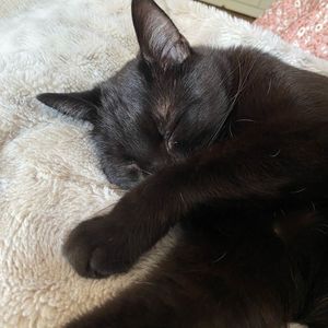 leila_foodie_91