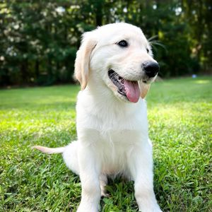 stellamaythegolden