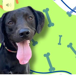 ajs_petplayhouse