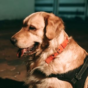 zoethe_golden