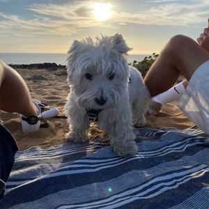littlebigwestie