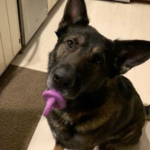 finmaximus