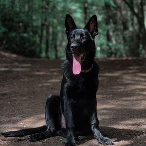 gsdjudo8